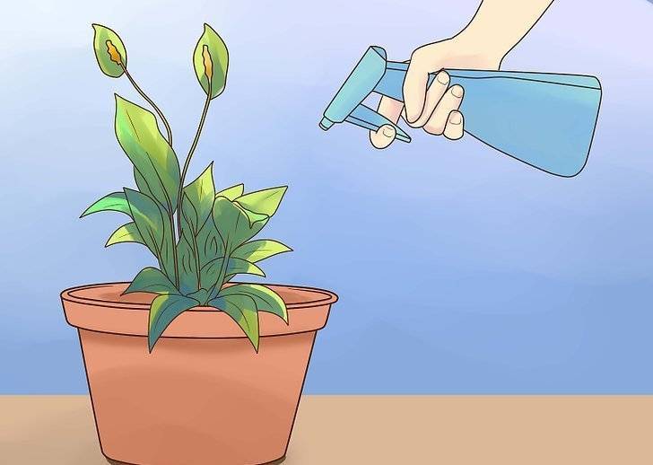 Какой водой и как часто нужно поливать комнатные цветы