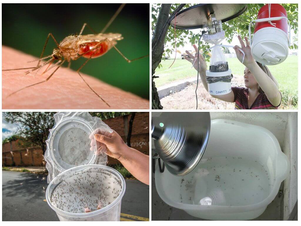 Как избавится от комаров в квартире: боремся с мошками