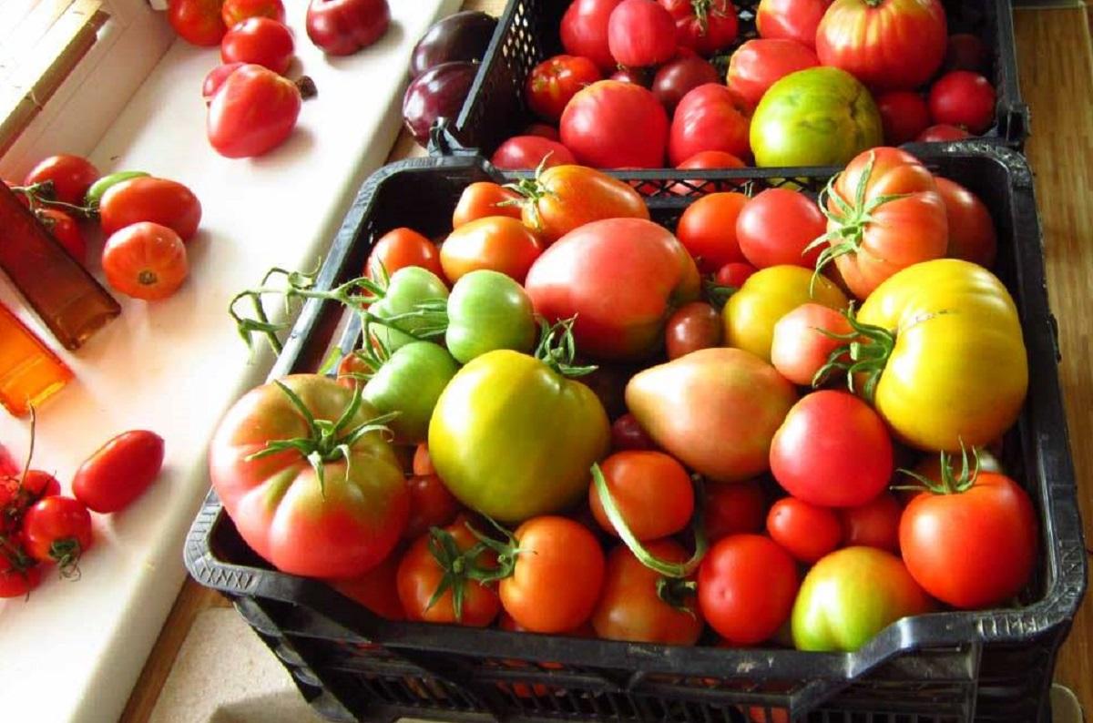 Особенности правильного хранения помидоров | что и как хранить