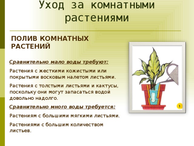 Удобрения для комнатных растений: 6 правил применения