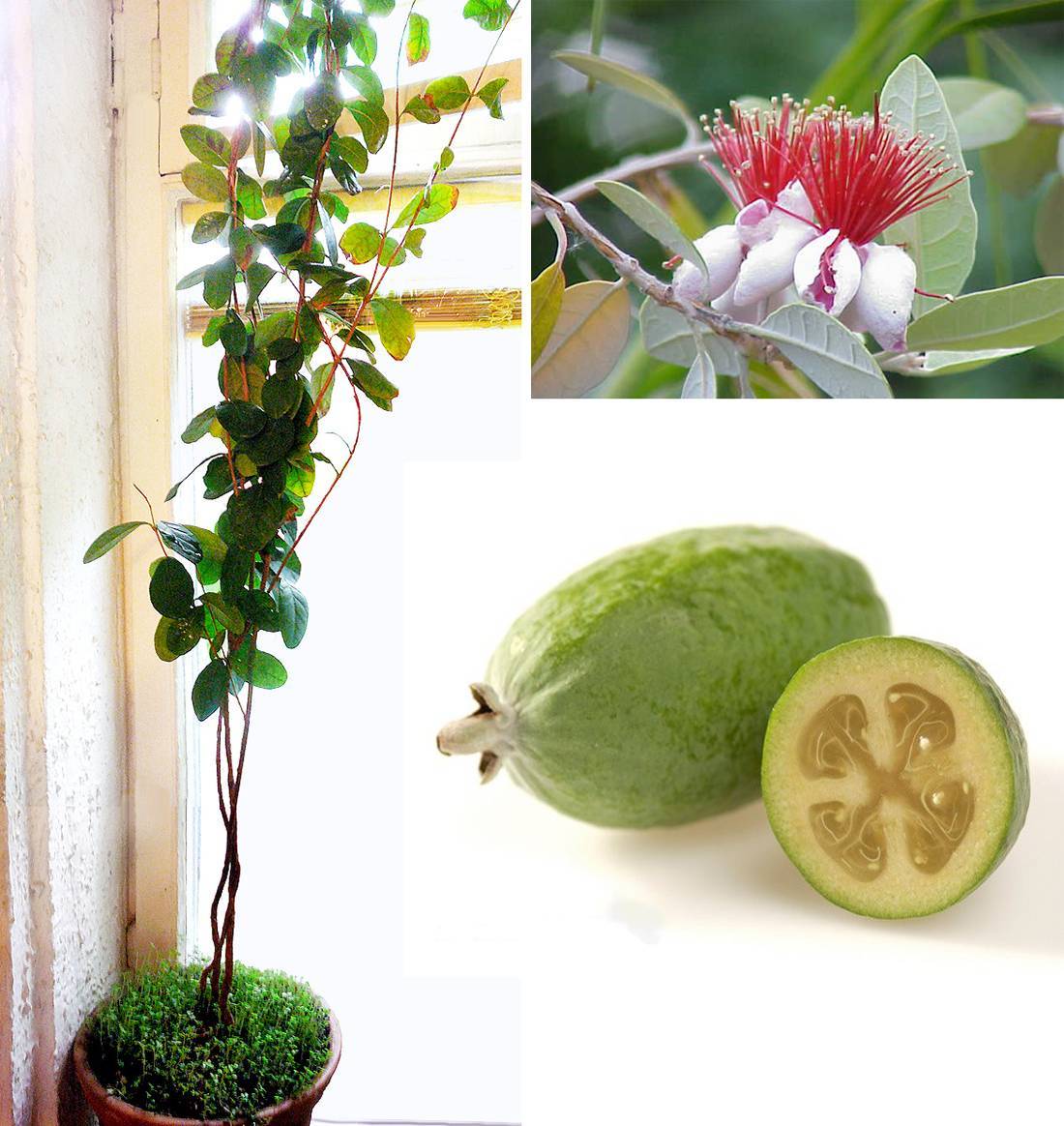 Фейхоа: выращивание и свойства фрукта