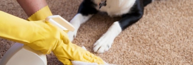 Как вывести запах собаки из квартиры – 33 способа избавиться от запаха псины