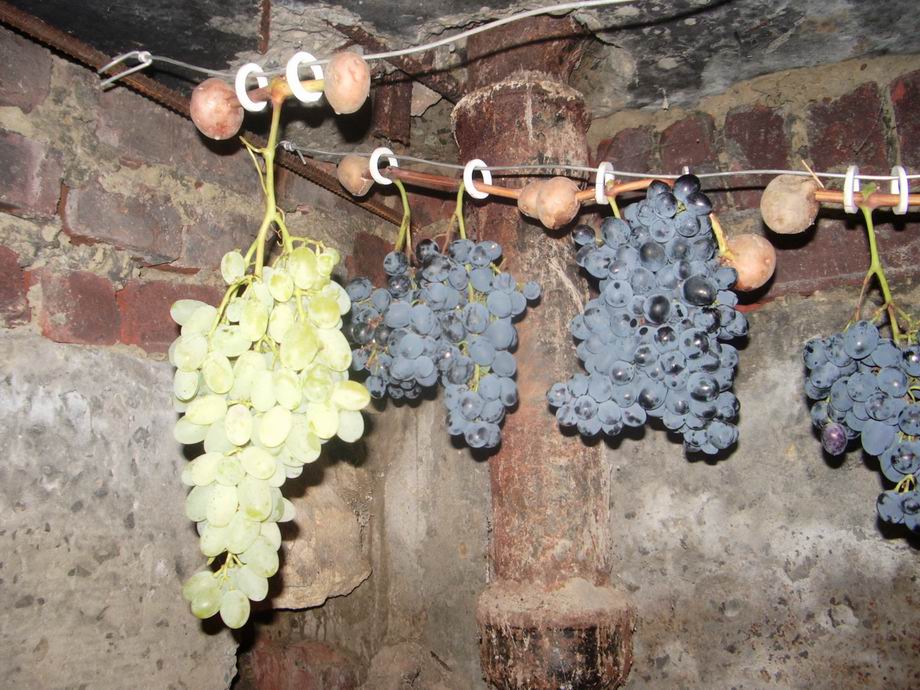 Как хранить виноград в домашних условиях на зиму в холодильнике и погребе