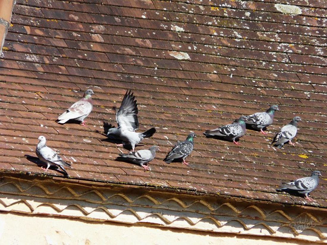 Как избавиться от голубей на балконе: проверенные средства