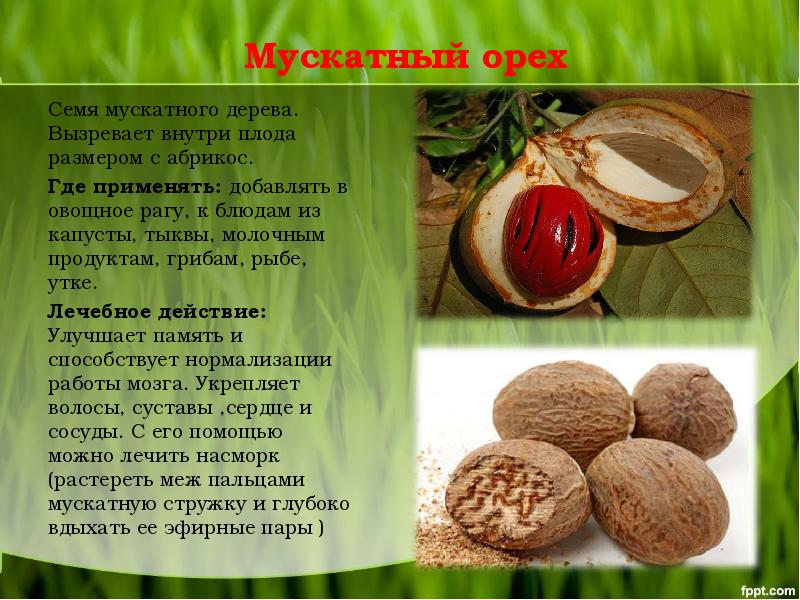 Мускатный орех: полезные свойства и применение