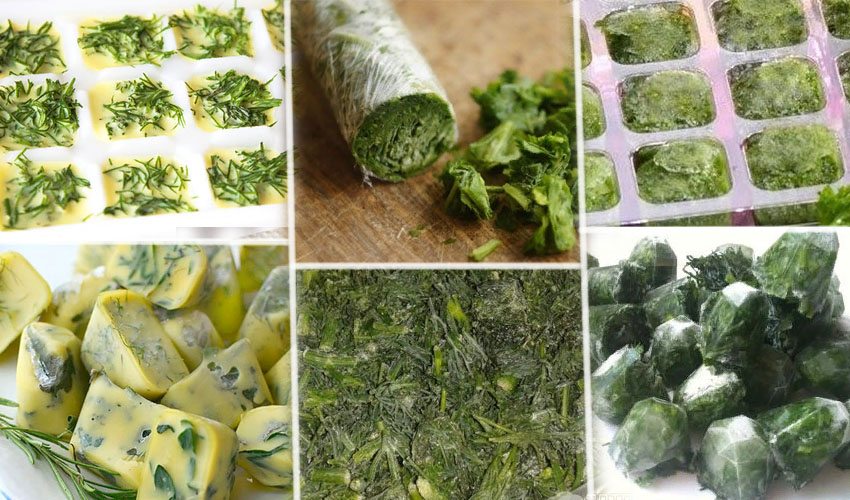 Как хранить зелень в холодильнике долго свежей, как хранить петрушку, укроп, щавель и листья салата