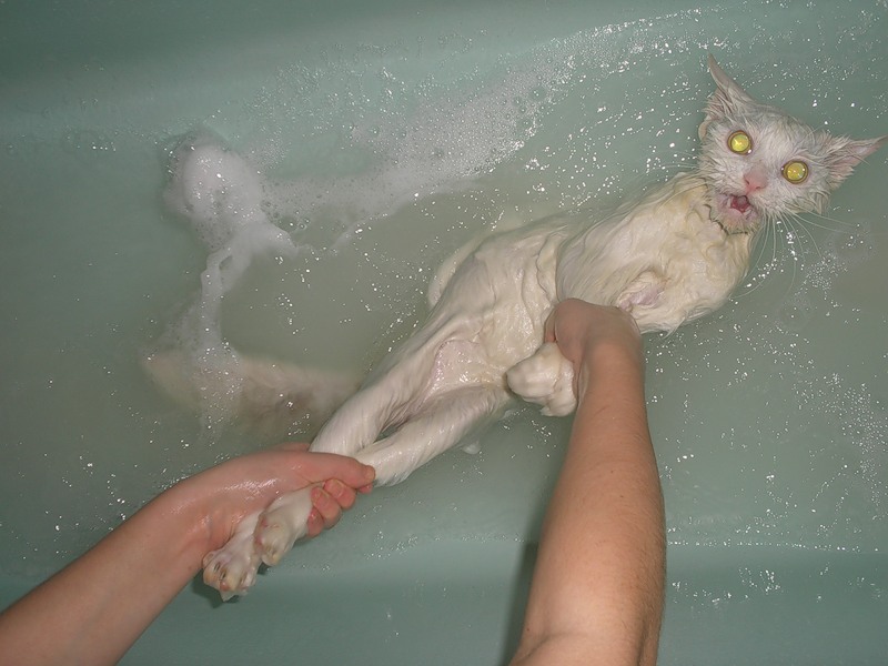Как мыть кота: когда это нужно делать, как выбрать шампунь от блох и искупать любимца в ванной