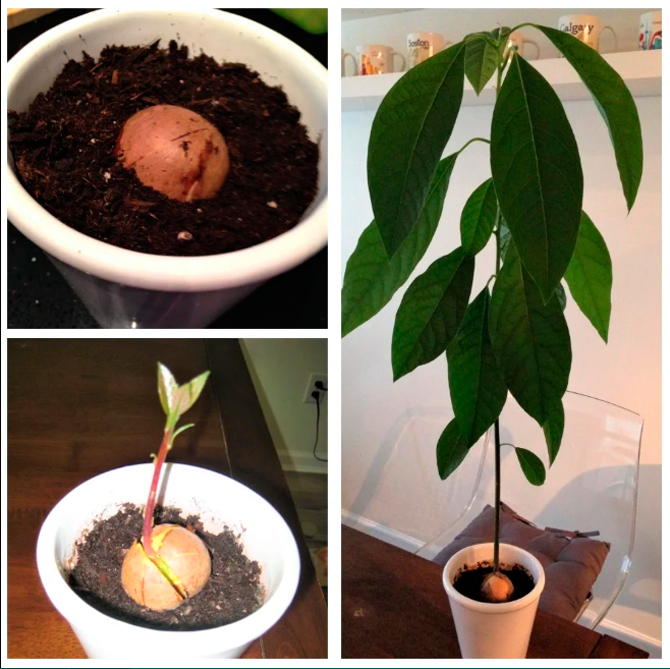 Как вырастить авокадо из косточки – видео, фото, советы пошагово