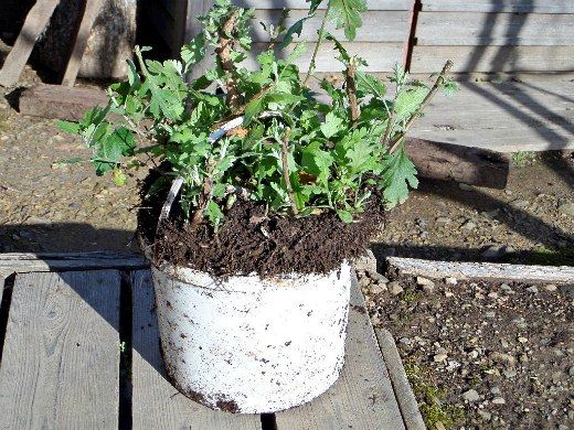 Хризантемы — как сохранить зимой в открытом грунте и подвале