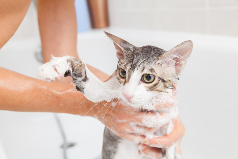 Как мыть кошку шампунем от блох