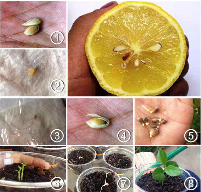 Как вырастить мандарин из косточки в домашних условиях с плодами