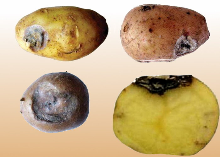 Сухая гниль на картофеле: почему гниет картошка в погребе