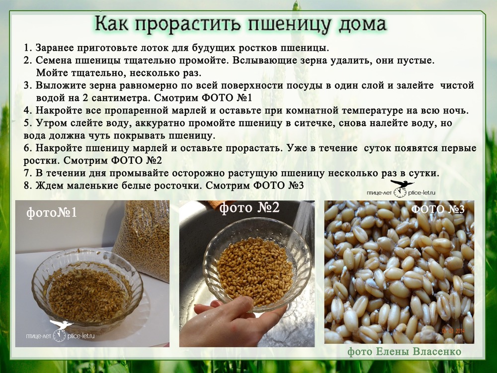 Инструкция по проращиванию пшеницы для еды Быстрый способ получить проростки Рекомендации по употреблению в пищу