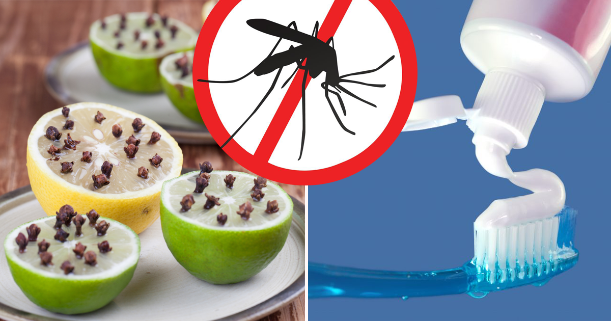10 ароматов, которые отпугивают комаров