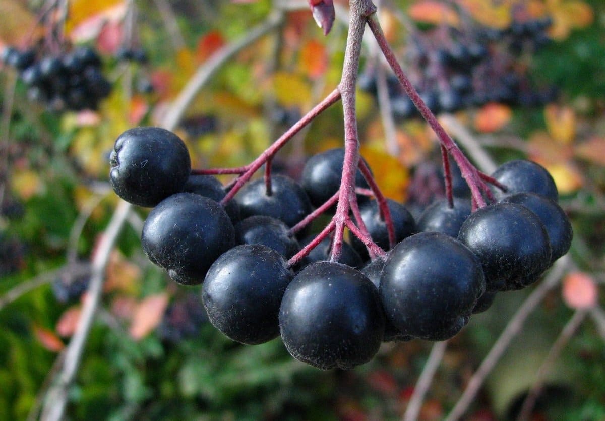 Польза и вред черноплодной рябины для здоровья: полезные и лечебные свойства