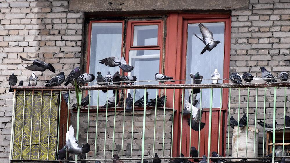 Как избавиться от голубей на балконе: проверенные средства - домашние наши друзья
