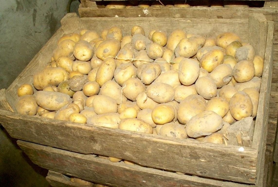 Как хранить картошку в квартире летом и зимой?