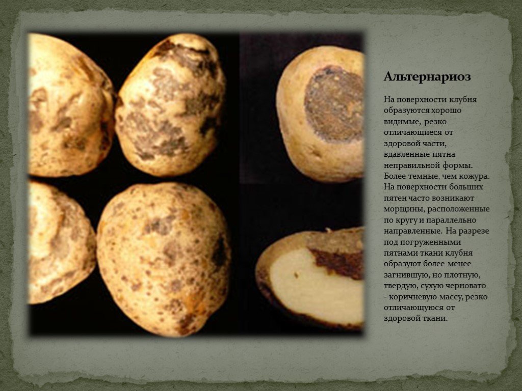 Как избежать гниения картофеля, заложенного на хранение