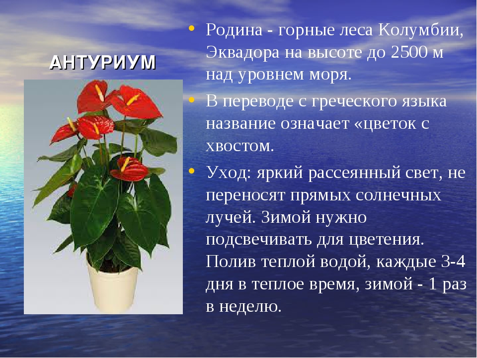 Мужской цветок антуриум: как выглядит, что означает, можно ли сажать его вместе со спатифиллумом?