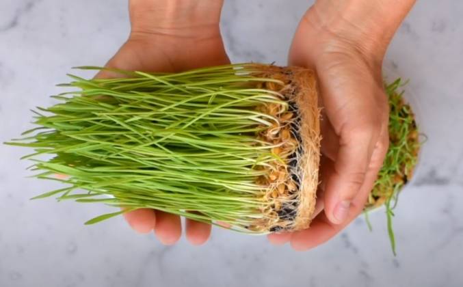 Проращивание пшеницы: для еды в домашних условиях, способы, какую выбрать, особенности употребления ростков, польза и вред