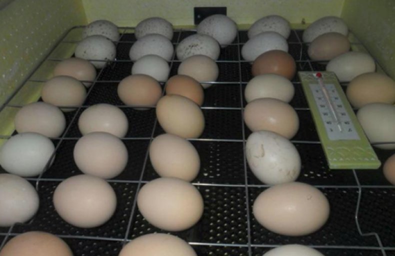Правила инкубации перепелиных яиц в домашних условиях: таблица температурных режимов, особенности закладки и ухода
