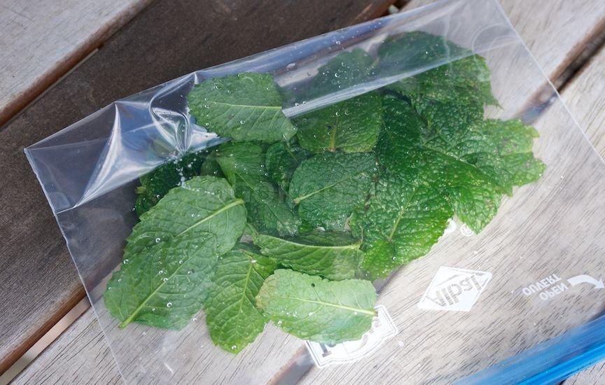 Можно ли заморозить листья мяты и мелиссы на зиму: для мохито, чая, как хранить в морозилке