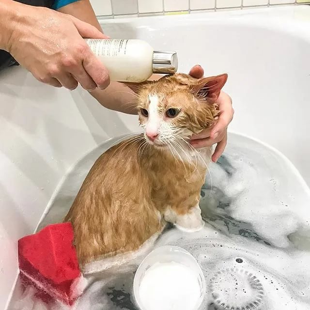 Как мыть кошек: правила проведения процедуры + лайфхаки
