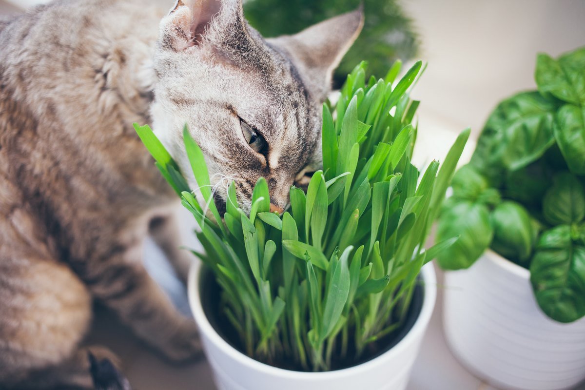 Травка для кошек: как ее сажать и выращивать