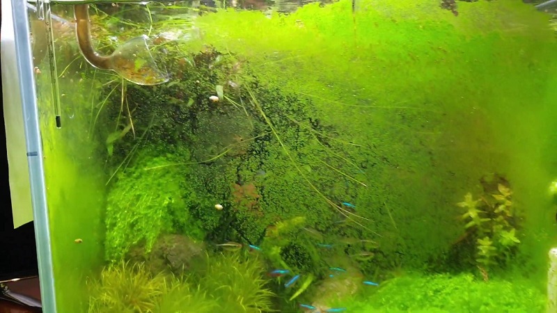 Как избавиться от водорослей в аквариуме: правила и советы от вредоносного озеленения
