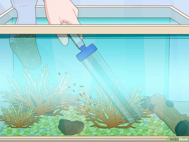 Чистка аквариума: как чистить в домашних условиях с рыбками, чем мыть стенки, очистители
